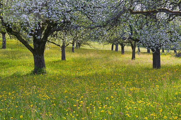 Deutschland  Baden Württemberg  Blühende Bäume auf der Wiese