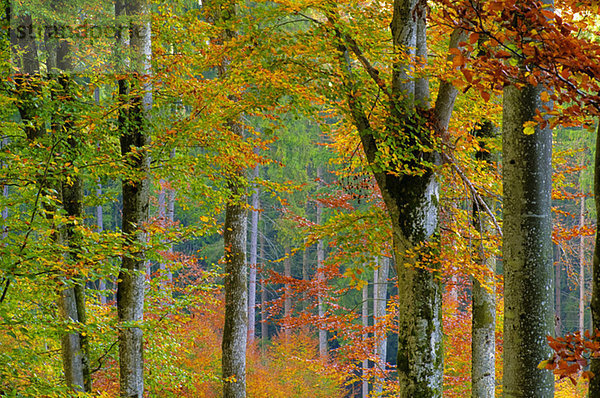 Deutschland  Baden-Württemberg  Wald  Herbstfarben