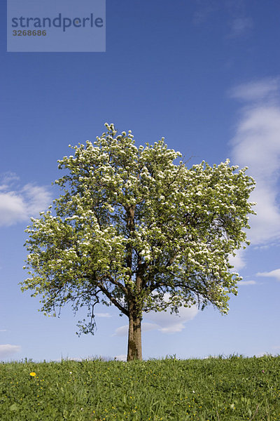 Austria  Salzkammergut  Fruit tree in spring