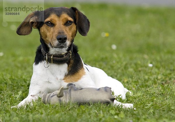 Jack Russel Terrier mit Spielzeug auf Wiese liegend  Frontalansicht