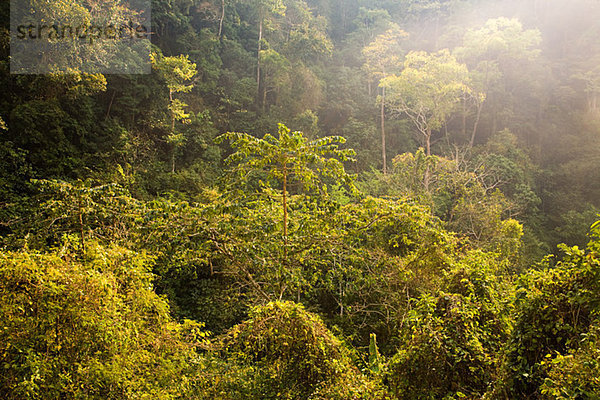 Regenwald in Laos