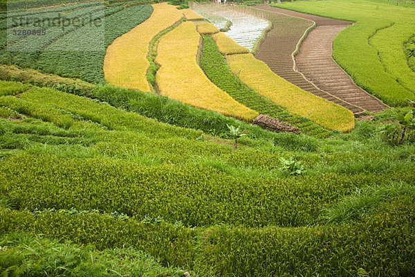 Reisfelder in Indonesien