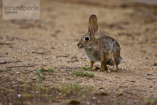 Kaninchen auf Sandboden  Phoenix  Arizona  Seitenansicht