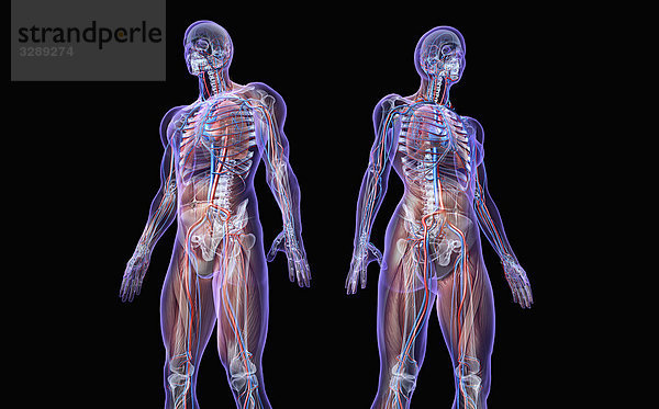 Körpermodell eines Mannes und einer Frau