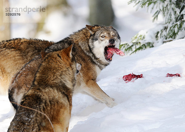 Europäische Wölfe (Canis lupus) im Schnee  Nationalpark Bayerischer Wald  Deutschland
