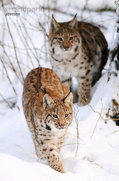 Zwei Karpatenluchse (Lynx lynx carpathicus) im Schnee  Nationalpark Bayerischer Wald  Deutschland