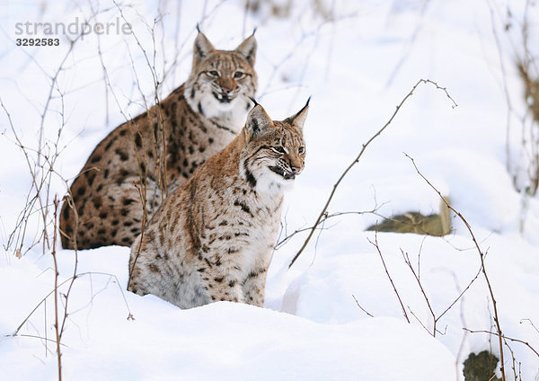 Zwei Karpatenluchse (Lynx lynx carpathicus) im Schnee  Nationalpark Bayerischer Wald  Deutschland
