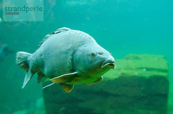 Karpfen (Cyprinus carpio)  Unterwasseraufnahme  Close-up