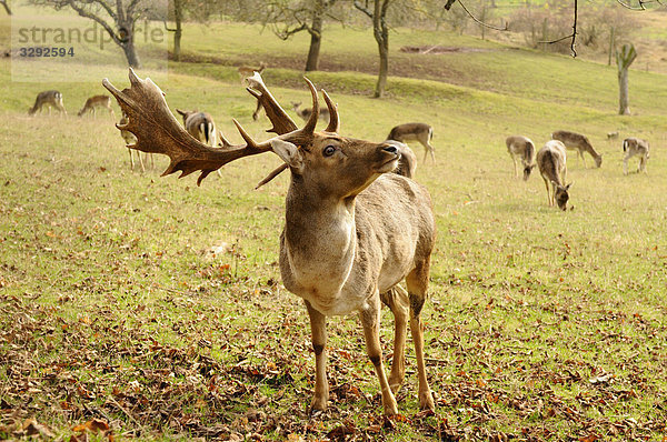 Damhirsch (Dama dama)  Herde im Hintergrund