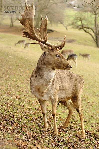 Damhirsch (Dama dama)  Herde im Hintergrund