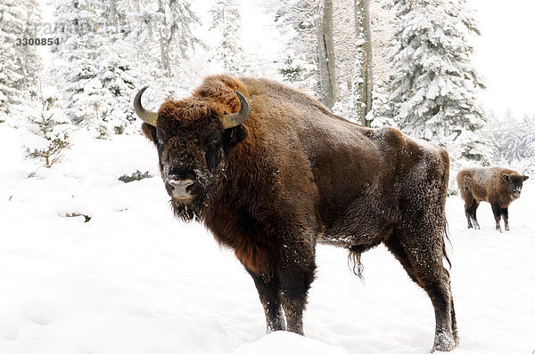 Zwei Europäische Bisons (Bison bonasus) im Schnee