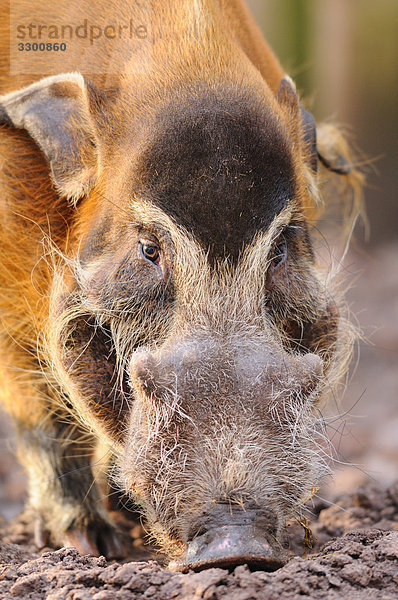 Pinselohrschwein (Potamochoerus porcus)  Close-up