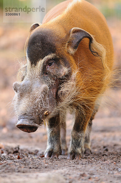 Pinselohrschwein (Potamochoerus porcus)  Close-up