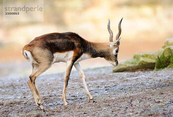 Männliche Hirschziegenantilope (Antilope cervicapra)  Seitenansicht