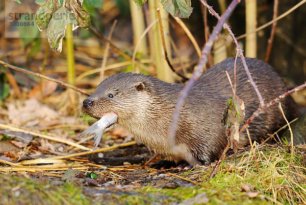 Fischotter (Lutra lutra) einen Fisch fressend  Seitenansicht