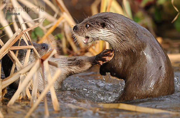 Zwei Fischotter (Lutra lutra) am Ufer  Seitenansicht