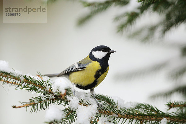 Kohlmeise (Parus major) auf einem Ast  Close-up