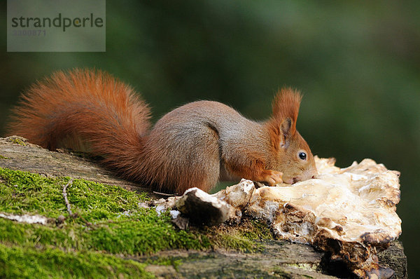 Eichhörnchen (Sciurus vulgaris) fressend  Seitenansicht