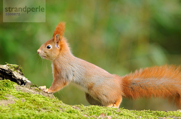 Eichhörnchen (Sciurus vulgaris)  Seitenansicht