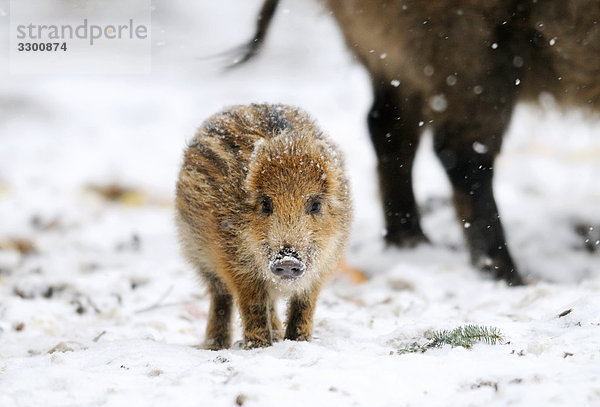 Junges Wildschwein (Sus scrofa) im Schnee