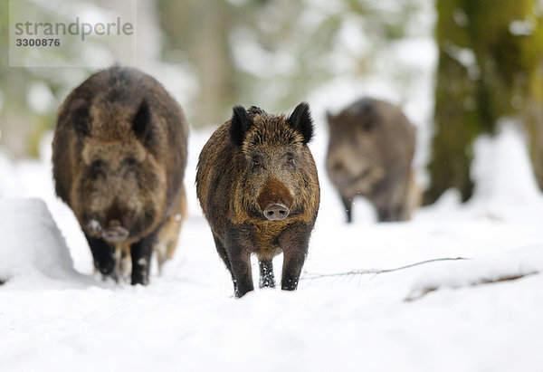 Wildschweine (Sus scrofa) im Schnee