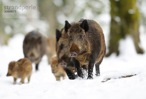 Wildschweine (Sus scrofa) im Schnee