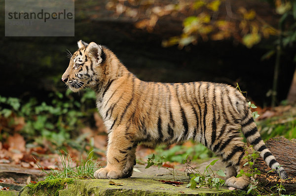Junger Sibirischer Tiger (Panthera tigris altaica)  Zoologischer Tiergarten Augsburg  Deutschland  Seitenansicht