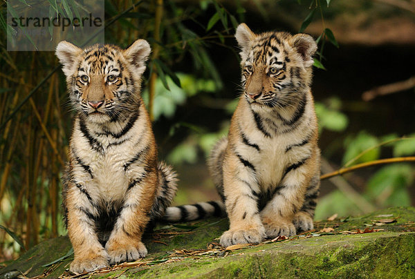 Zwei junge Sibirische Tiger (Panthera tigris altaica)  Zoologischer Tiergarten Augsburg  Deutschland