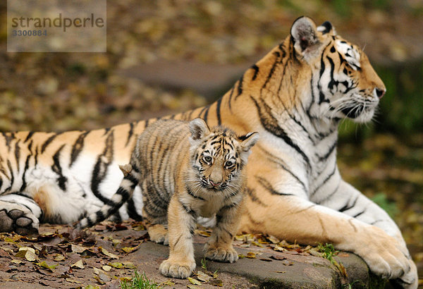 Sibirischer Tiger (Panthera tigris altaica) mit einem Jungen  Zoologischer Tiergarten Augsburg  Deutschland