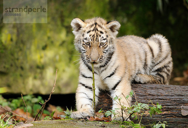 Junger Sibirischer Tiger (Panthera tigris altaica)  Zoologischer Tiergarten Augsburg  Deutschland
