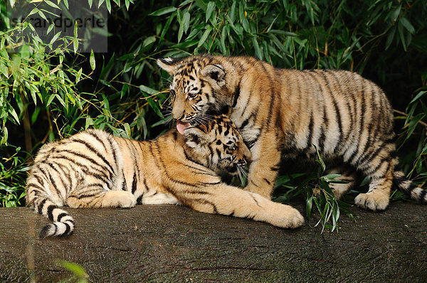 Junge Sibirische Tiger (Panthera tigris altaica) putzen sich  Zoologischer Tiergarten Augsburg  Deutschland