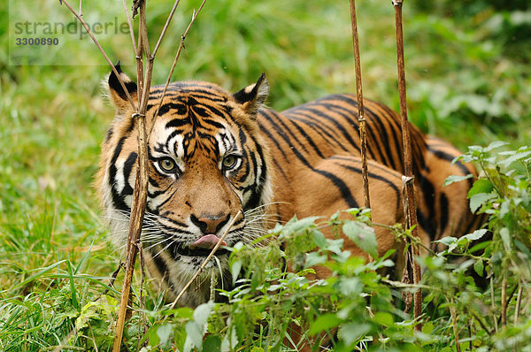 Sibirischer Tiger (Panthera tigris altaica)  Zoologischer Tiergarten Augsburg  Deutschland