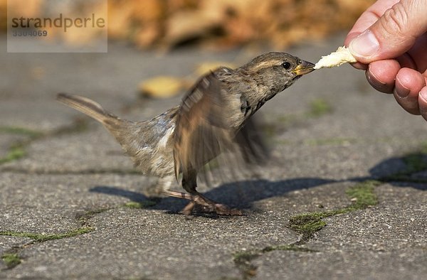 Haussperling pickt Brot von einer Hand  Berlin  Deutschland