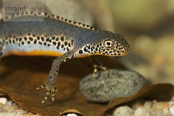 Bergmolch  Triturus alpestris  Geesthacht  Schleswig-Holstein  Deutschland