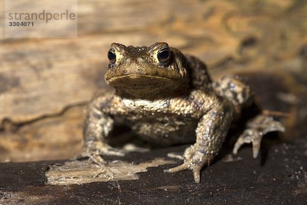 Erdkroete  Bufo bufo  Geesthacht  Schleswig-Holstein  Deutschland