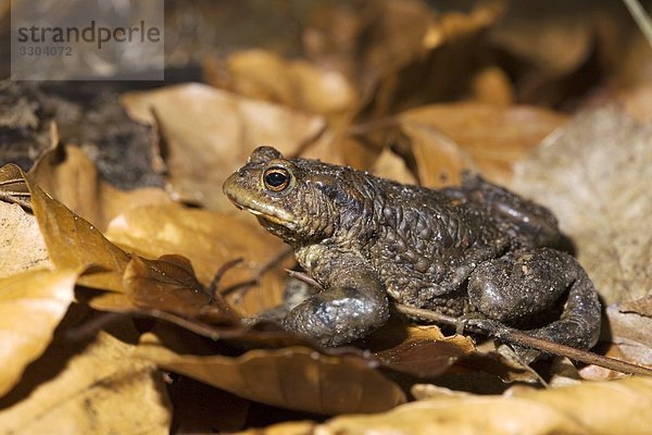 Erdkroete  Bufo bufo  Geesthacht  Schleswig-Holstein  Deutschland