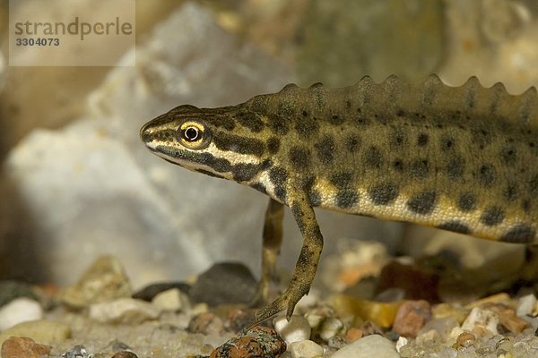 Teichmolch  Triturus vulgaris  Geesthacht  Schleswig-Holstein  Deutschland