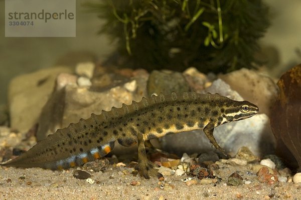 Teichmolch  Triturus vulgaris  Geesthacht  Schleswig-Holstein  Deutschland