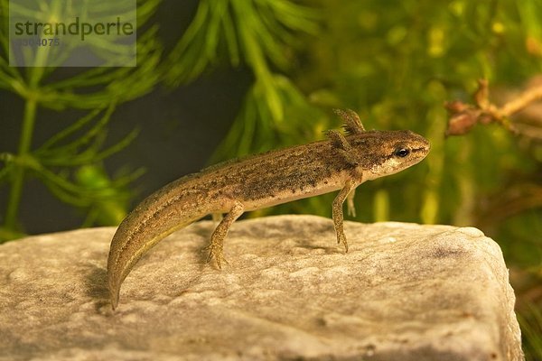 Teichmolch  Triturus vulgaris  Geesthacht  Schleswig-Holstein  Deutschland