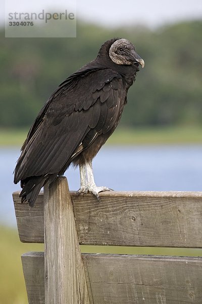 Truthahngeier  Cathartes aura  Everglades Nationalpark  Florida  USA