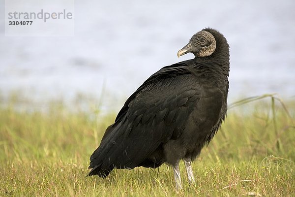 Truthahngeier  Cathartes aura  Everglades Nationalpark  Florida  USA