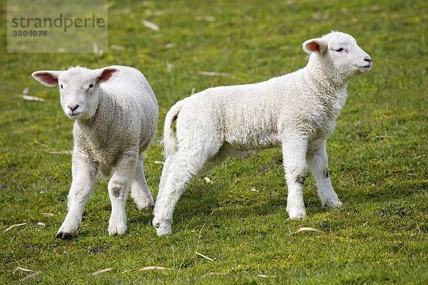 Zwei Lämmer stehen auf einer Weide  Schleswig-Holstein  Deutschland