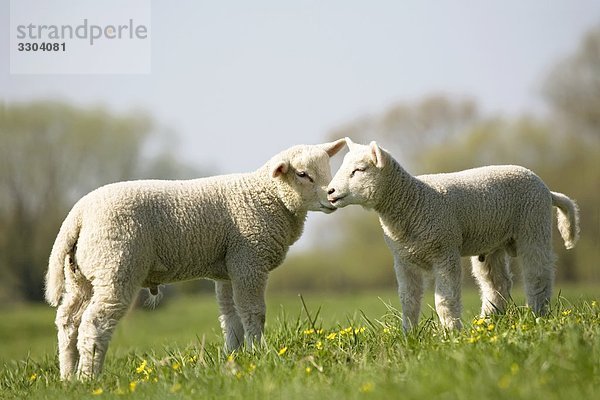 Zwei Lämmer auf einer Weide  Schleswig-Holstein  Deutschland