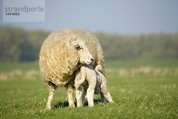 Mutterschaf und Lamm auf einer Weide  Schleswig-Holstein  Deutschland