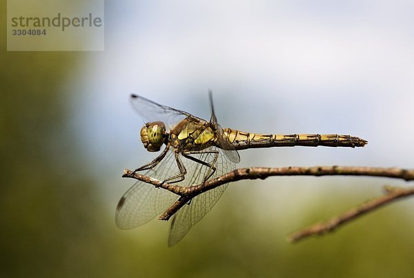 Gemeine Heidelibelle  Sympetrum vulgatum  Geesthacht  Schleswig-Holstein  Deutschland