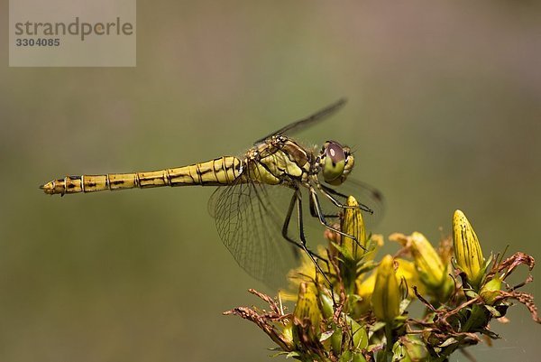 Gemeine Heidelibelle  Sympetrum vulgatum  Geesthacht  Schleswig-Holstein  Deutschland