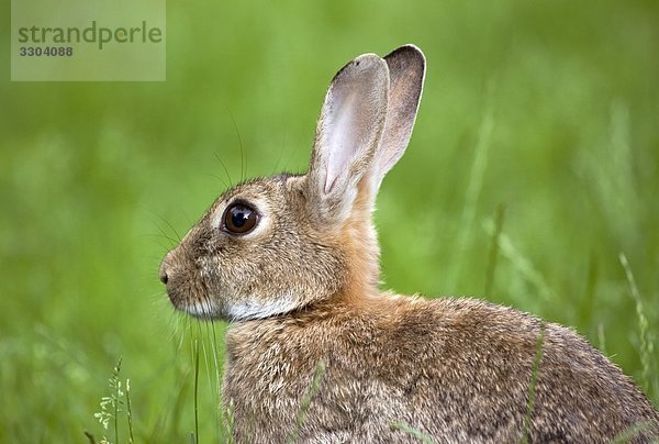 Wildkaninchen  Oryctolagus cuniculus  Bramfeld  Hamburg  Deutschland