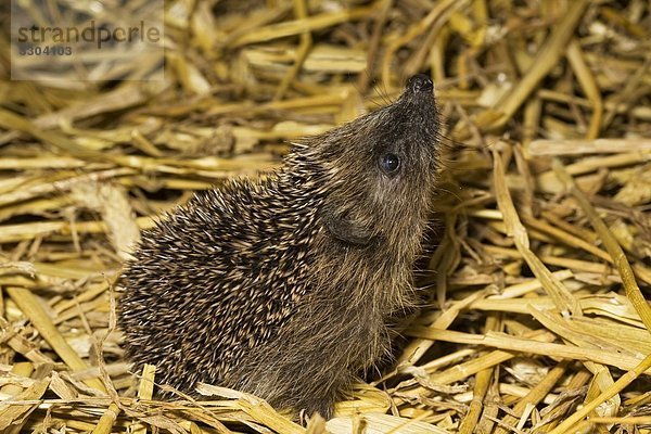 Igel  Erinaceidae  Geesthacht  Schleswig-Holstein  Deutschland