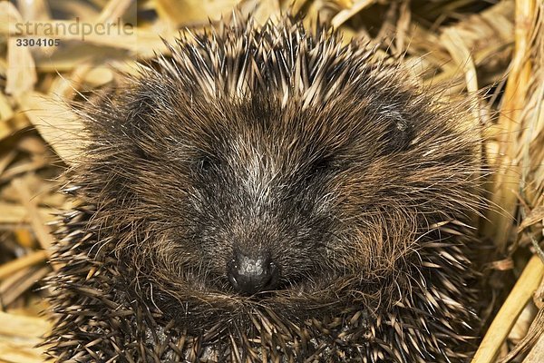 Igel  Erinaceidae  Geesthacht  Schleswig-Holstein  Deutschland