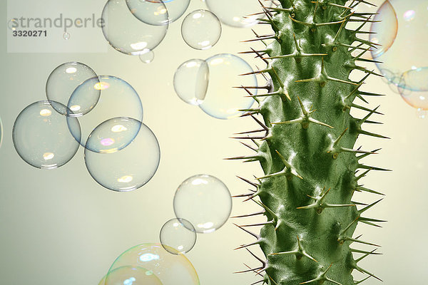 Kaktus und Seifenblasen